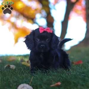 Cassandra, Cavapoo Puppy